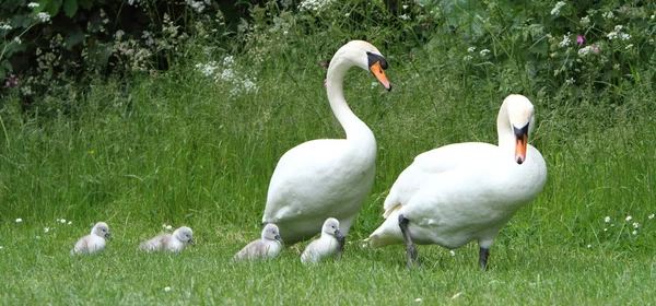 Swan родини Стокове Зображення