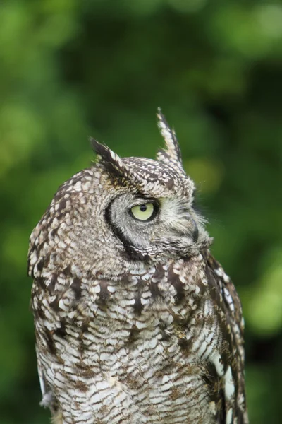 Gefleckte Eule — Stockfoto