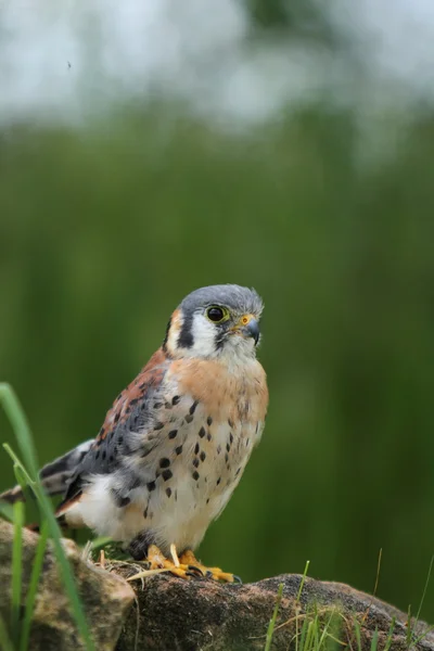 Kestrel americano — Fotografia de Stock