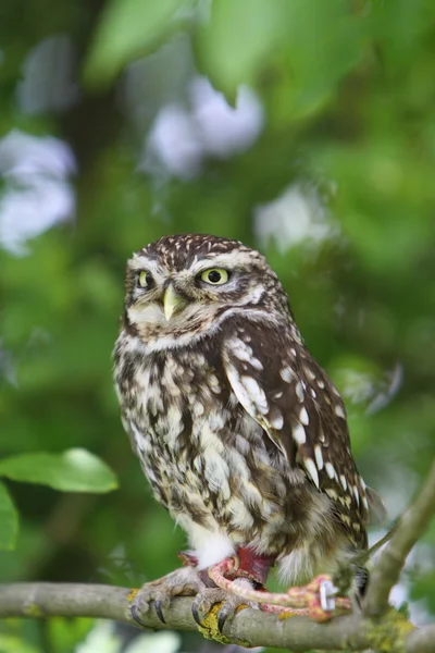 Pequena coruja — Fotografia de Stock