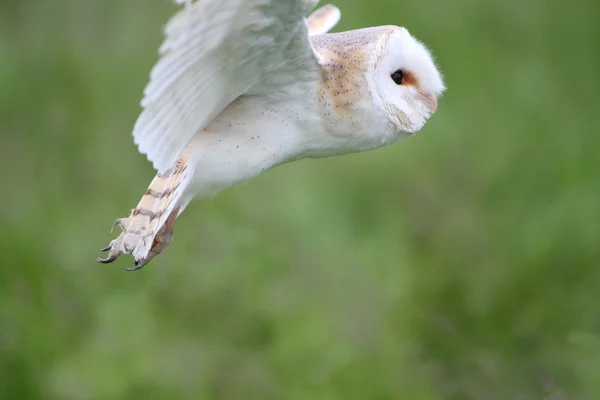 Granero búho en vuelo — Foto de Stock