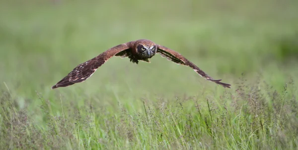 Boobook gufo in volo — Foto Stock