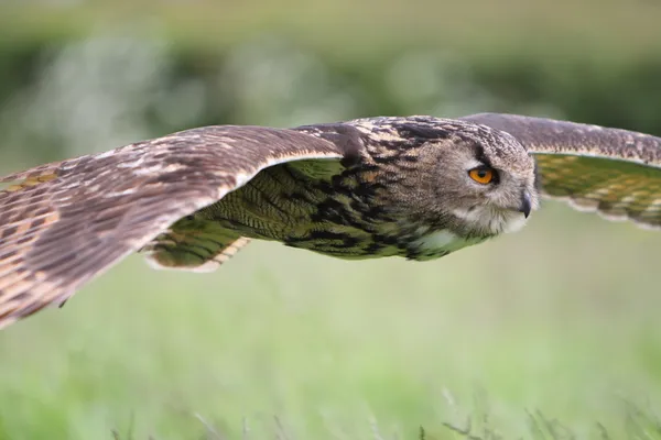 Coruja de águia em voo — Fotografia de Stock