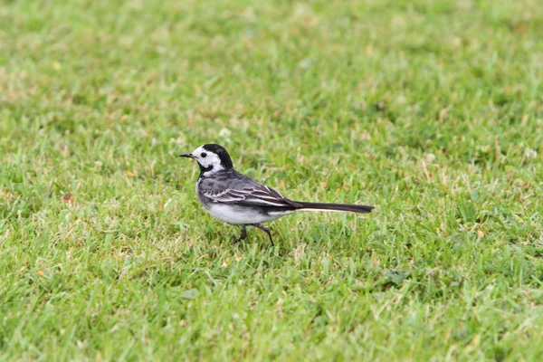 Pied wagtail — Stock Photo, Image