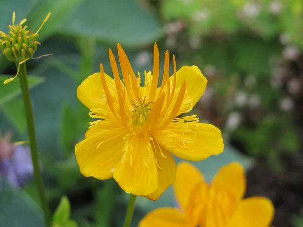 Trollius — Fotografia de Stock