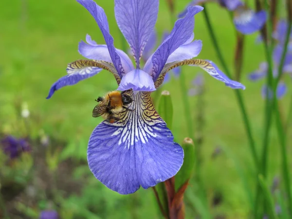 Iris púrpura con abejorros — Foto de Stock