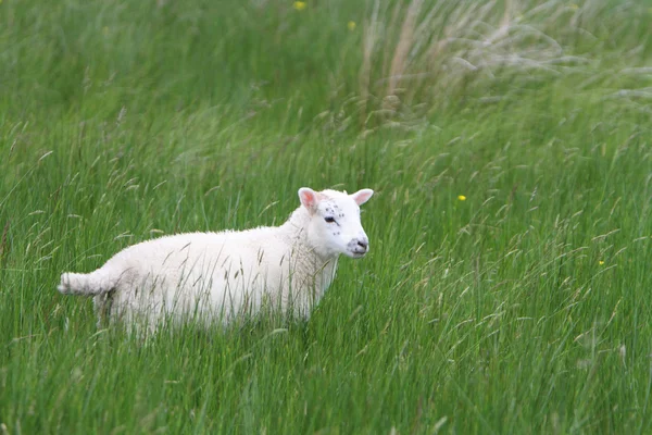 Agnello in un prato — Foto Stock