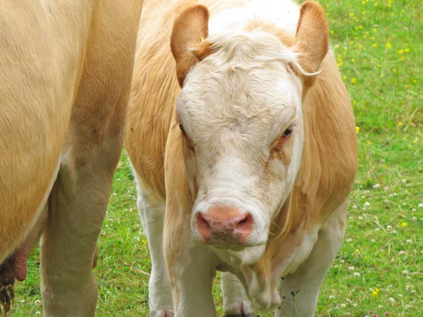 Una vaca. — Foto de Stock