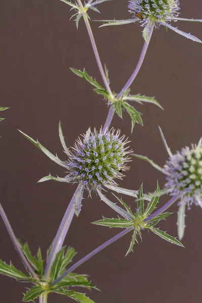 Sea holly — Stockfoto