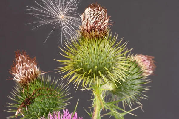 Distel en zaad — Stockfoto