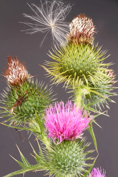 Distel en zaad — Stockfoto