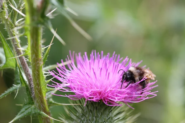 Bijen op een distelbloem — Stockfoto