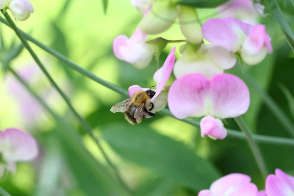Věčný sweet pea a včela — Stock fotografie