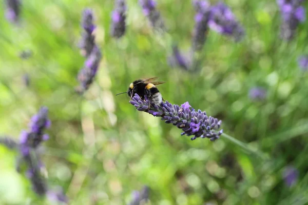 Abeja en una flor de lavanda — Foto de Stock