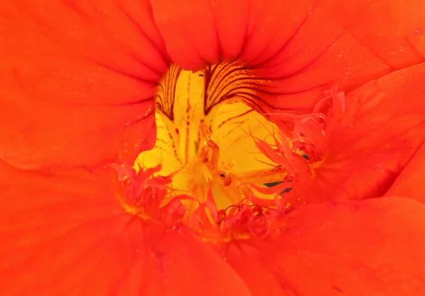 Nasturtium macro — Stockfoto