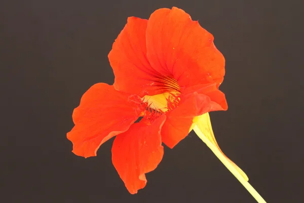 Nasturtium — Stockfoto