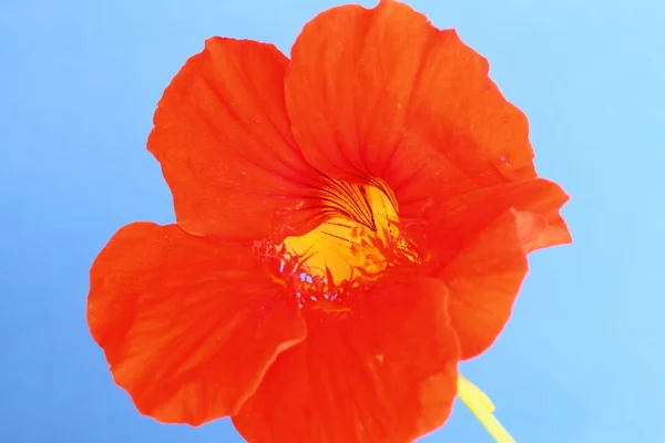 Nasturtium — Stok fotoğraf