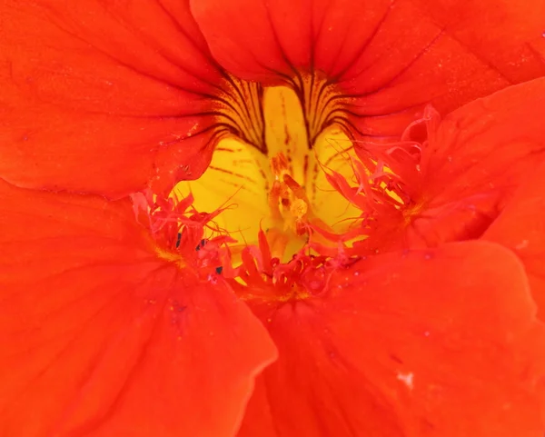 Gros plan sur le nasturtium — Photo