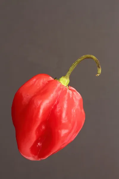 Scotch bonnet pepers — Stockfoto