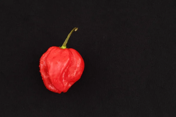 Scotch bonnet chilli — Stock Photo, Image