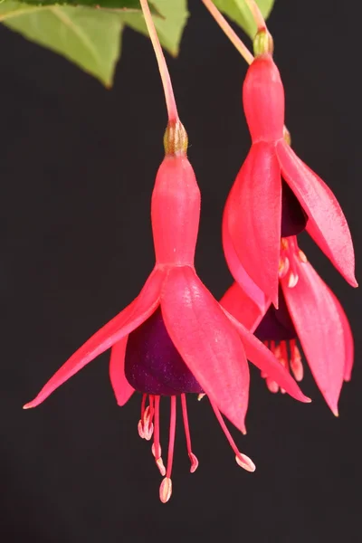 Fuchsia — Stockfoto