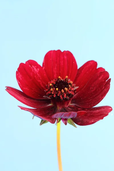 Chocolate Cosmos — Stock Photo, Image