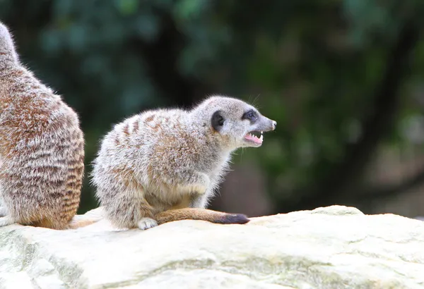 Meerkat. — Fotografia de Stock