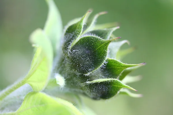 Girassol flor broto — Fotografia de Stock