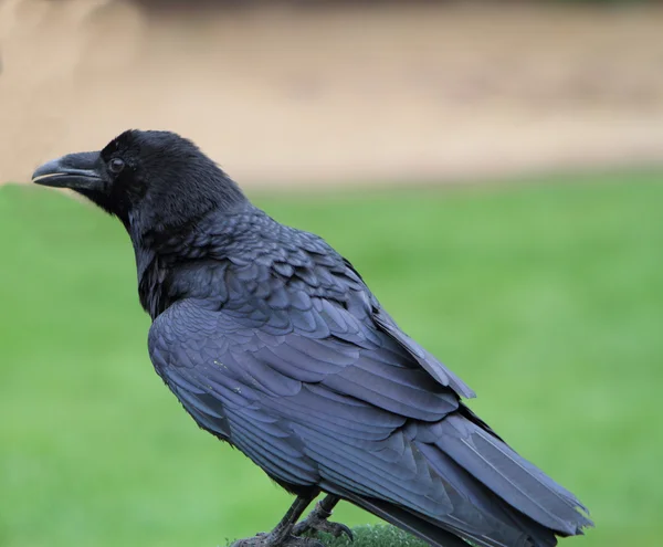 Raven — Stock Photo, Image