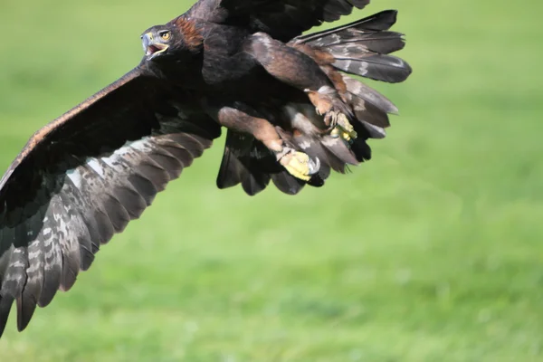 Águila real en vuelo — Foto de Stock