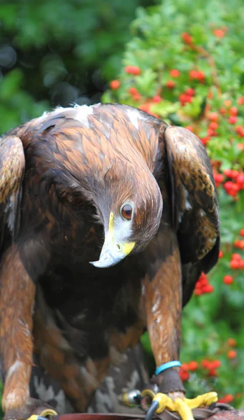 Steinadler sieht neugierig aus — Stockfoto