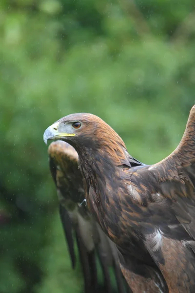 Steinadler — Stockfoto