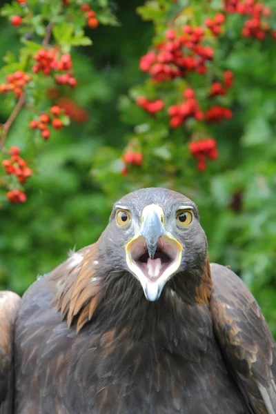 Golden eagle headshot — Stock Photo, Image