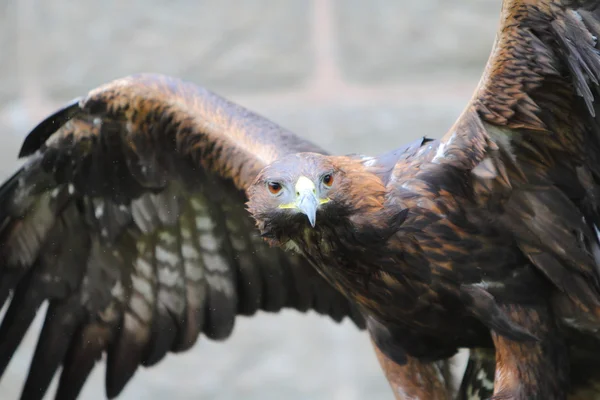 Águila dorada con alas abiertas —  Fotos de Stock