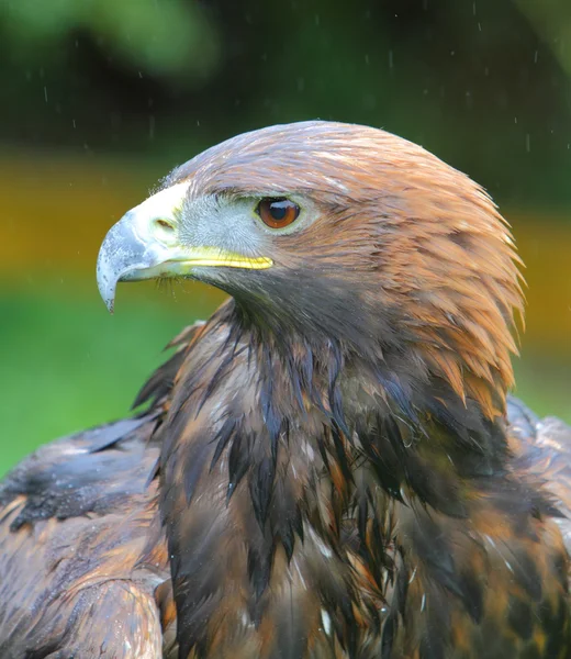 Золотой орёл — стоковое фото