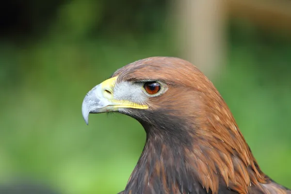 Águila real —  Fotos de Stock