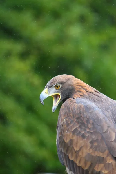 Gouden adelaar — Stockfoto