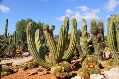 kaktüsler, bontanicactus, ses selines, mallorca, İspanya