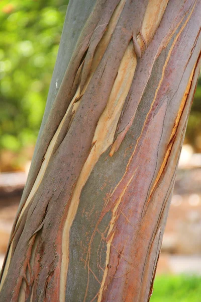 Eucalyptus tree bark — Stock Photo, Image