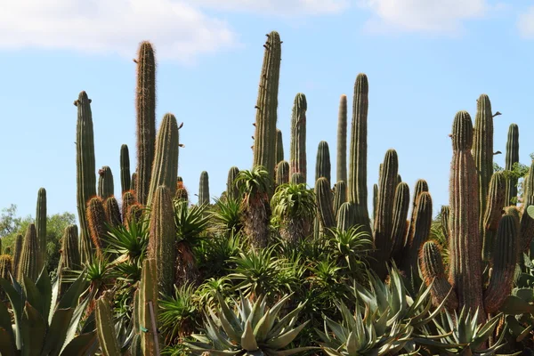 Cacti at Bontanicactus,Ses Selines, Mallorca, Spain — Stock Photo, Image