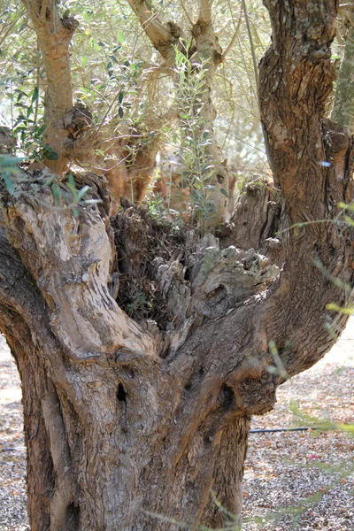 Olive tree trunk — Stock Photo, Image