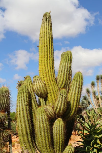 Cactus —  Fotos de Stock