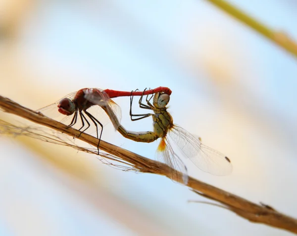 Accoppiamento libellula — Foto Stock