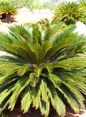 cycas revoluta, Kral sago