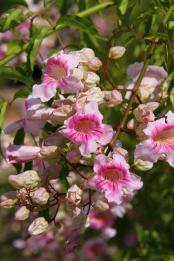 Podranea ricasoliana,