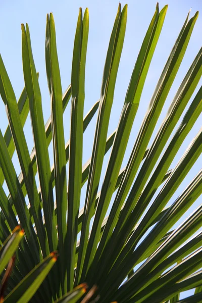 Palm tegen een blauwe hemel — Stockfoto