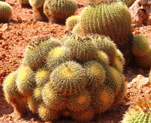 Cactus —  Fotos de Stock