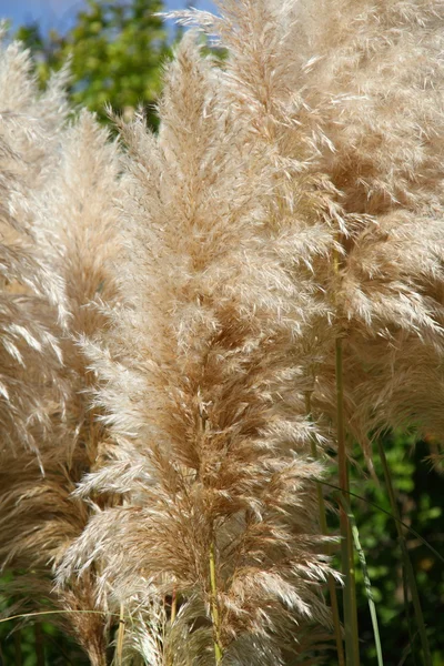 Pampasgräs, Cortaderia selloana — Stockfoto