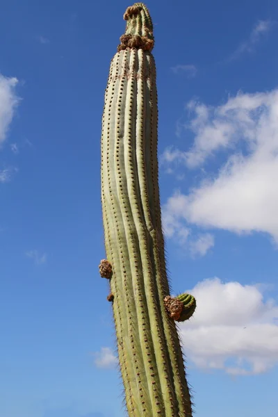 Cacto — Fotografia de Stock