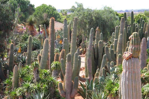 Kaktusar på bontanicactus, ses selines, mallorca, Spanien Stockfoto